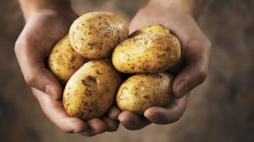 Fatti sorprendenti circa patate: la verità circa l'amido