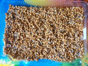 Come germinare il grano. Il modo più semplice e veloce senza problemi