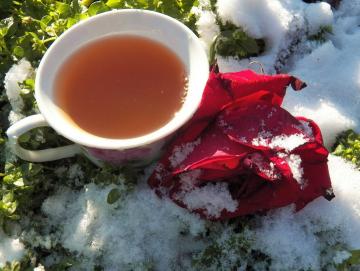 Tè a base di petali di rosa