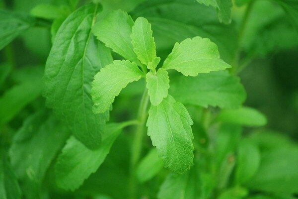 La stevia ti aiuterà a evitare i chili in più. (Foto: Pixabay.com)