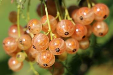 Bacche e frutti: che sono effettivamente utili