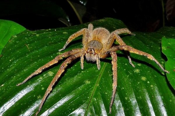 Il morso anche di piccoli ragni può essere pericoloso (Foto: topcafe.su)