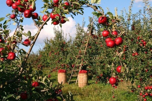 Una mela può uccidere un cattivo odore. (Foto: Pixabay.com)
