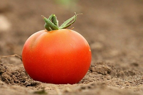 Molte persone conservano i pomodori in frigorifero. Si scopre che questo è un errore (Foto: pixabay.com)