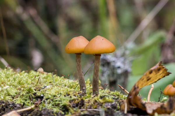 Questo fungo è molto simile ai normali funghi al miele (Foto: Pixabay.com)
